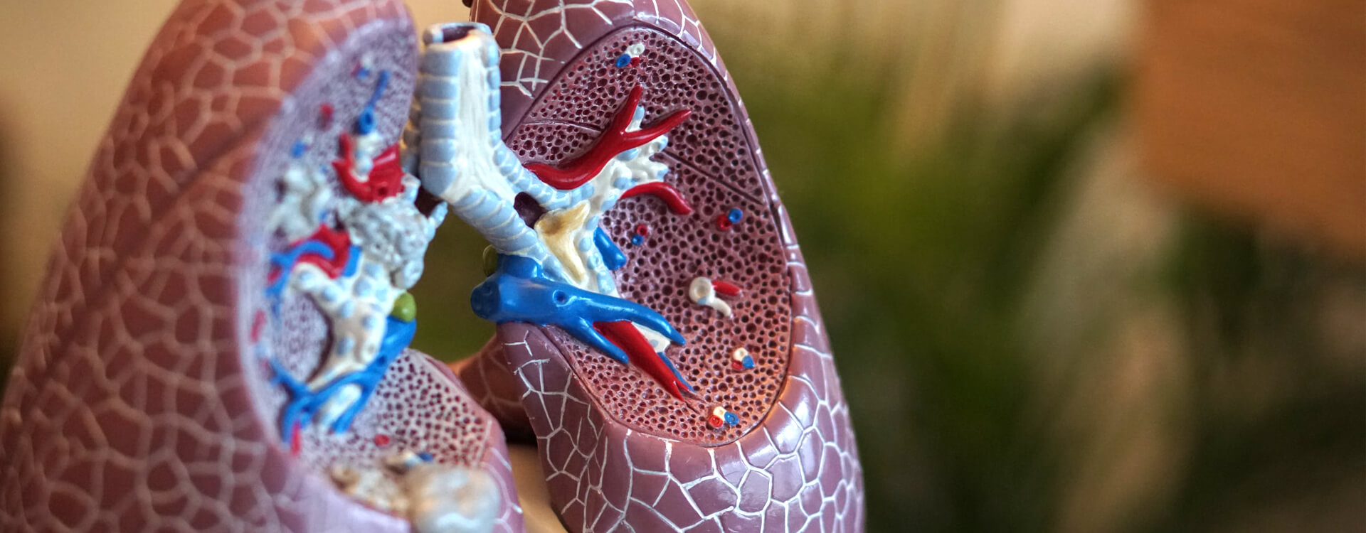 Model ľudských pľúc