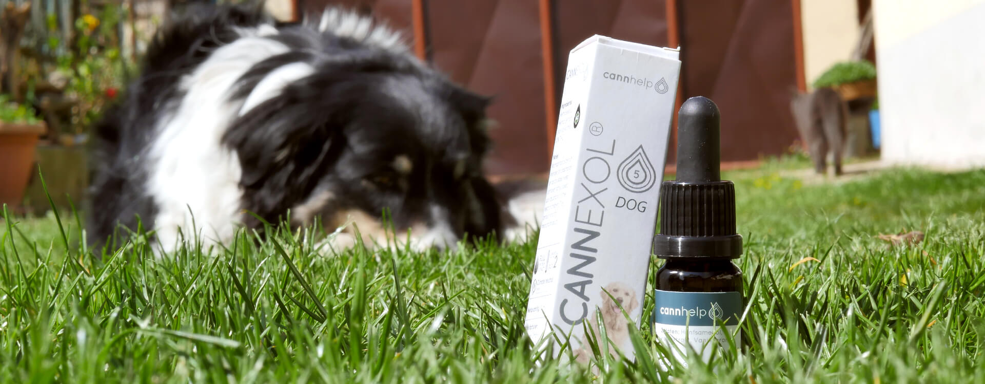 CBD olej Cannexol pre zvieratá položený v tráve, v pozadí spí pes