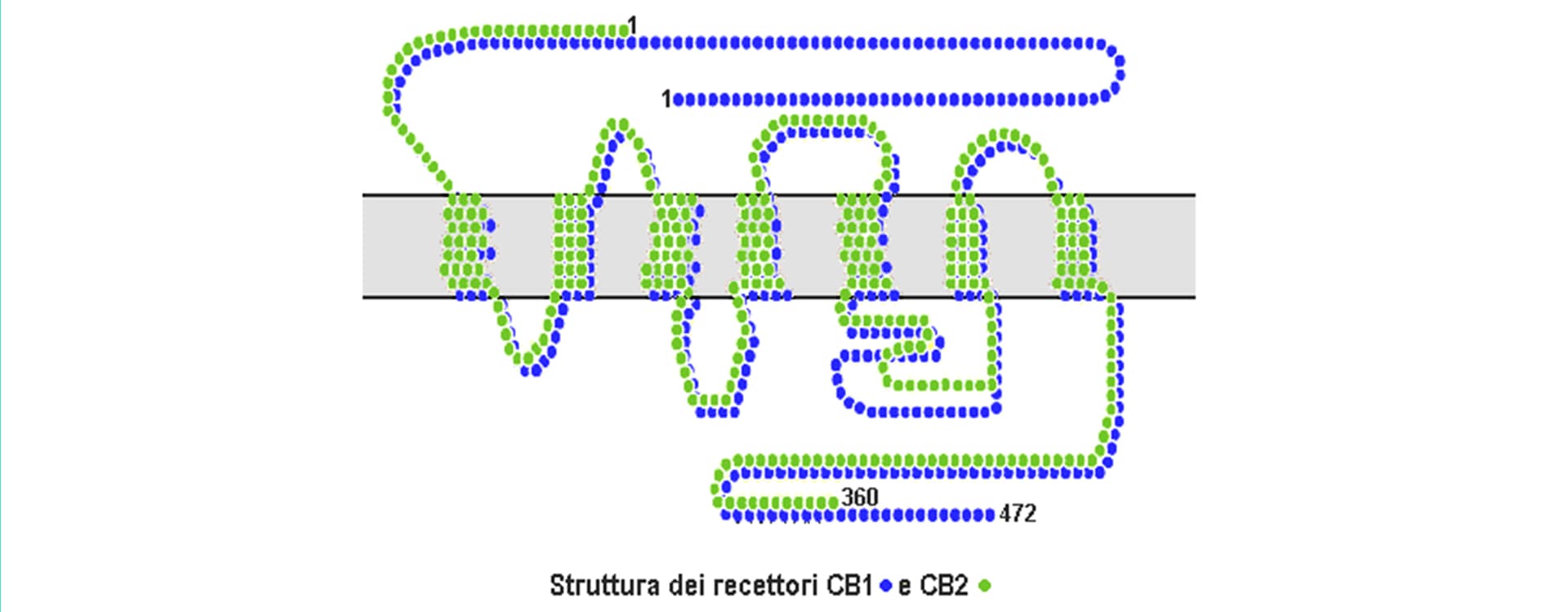 endokanabinoidne receptory (zdroj obrázok: wikipedia)